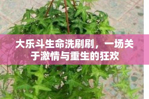 一场关于激情与重生的狂欢图片