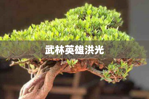 武林英雄洪光图片