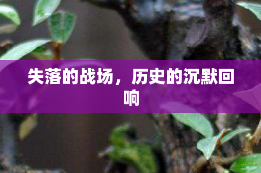历史的沉默回响图片