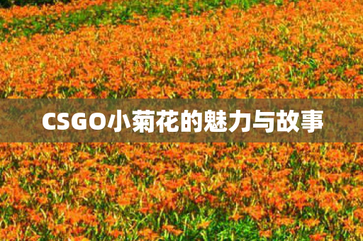 CSGO小菊花的魅力与故事图片