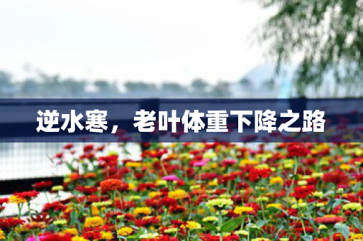老叶体重下降之路图片