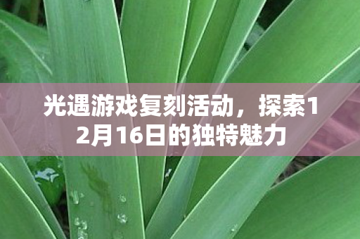 探索12月16日的独特魅力图片
