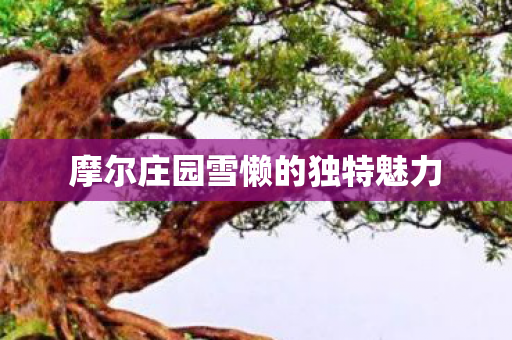 摩尔庄园雪懒的独特魅力图片