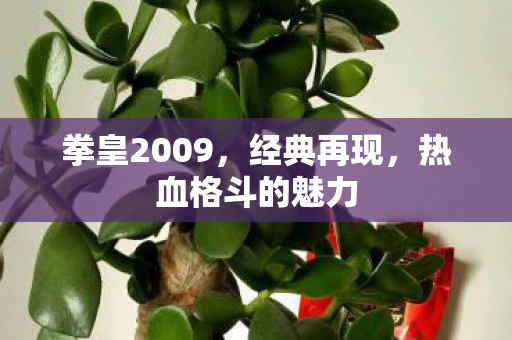 热血格斗的魅力图片