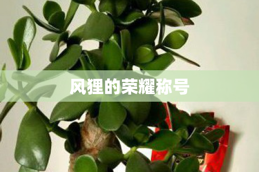 风狸的荣耀称号图片