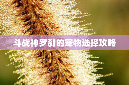 斗战神罗刹的宠物选择攻略图片