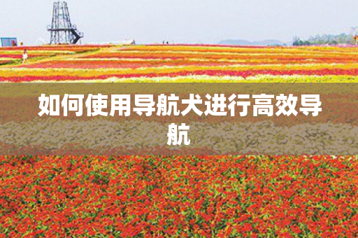 如何使用导航犬进行高效导航图片