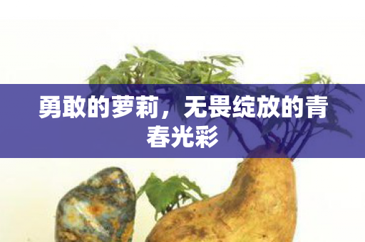 无畏绽放的青春光彩图片