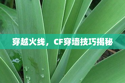 CF穿墙技巧揭秘图片