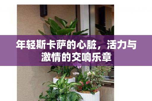 活力与激情的交响乐章图片