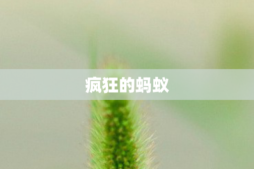 疯狂的蚂蚁图片