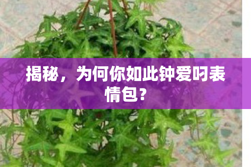 为何你如此钟爱叼表情包图片