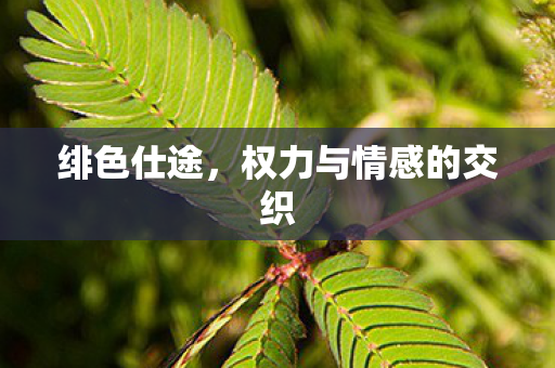 权力与情感的交织图片