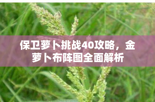 保卫萝卜挑战40攻略图片