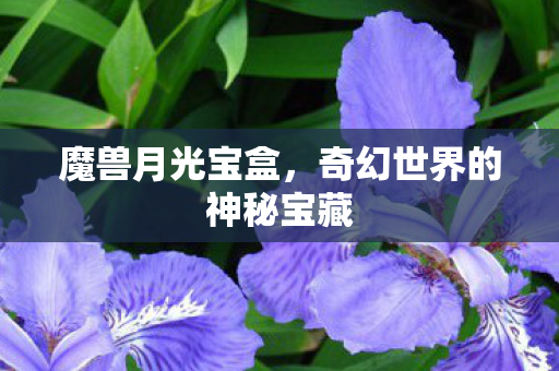 奇幻世界的神秘宝藏图片