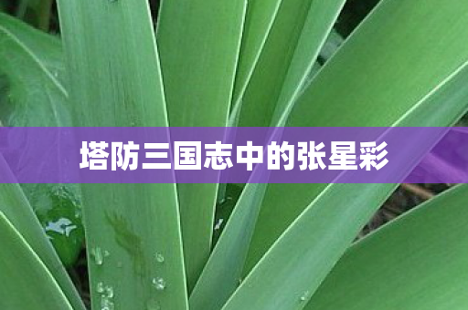 塔防三国志中的张星彩图片