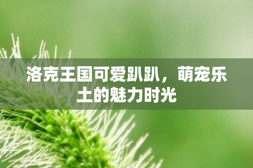 萌宠乐土的魅力时光图片