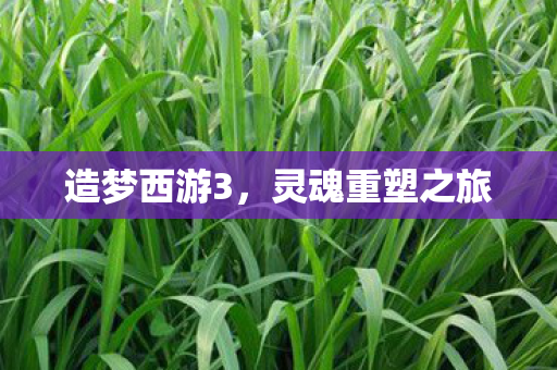 灵魂重塑之旅图片