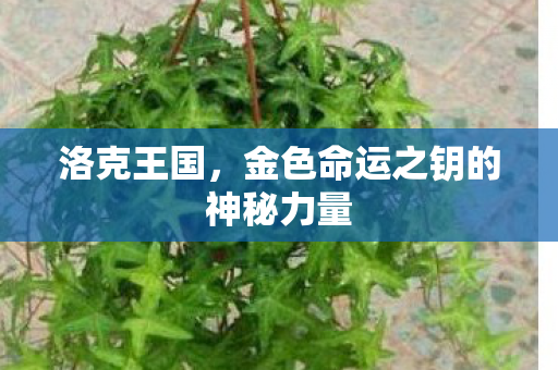 金色命运之钥的神秘力量图片