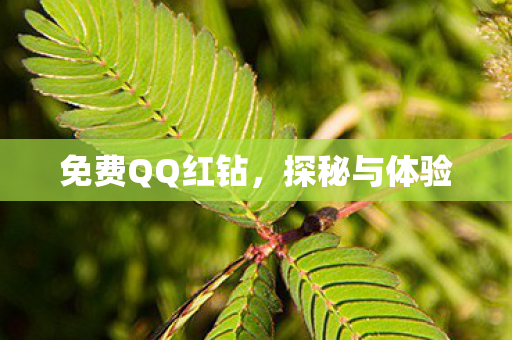 免费QQ红钻图片