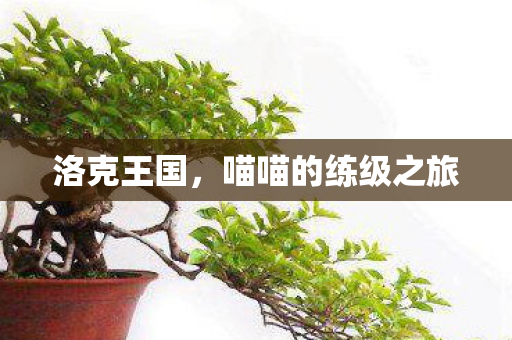 喵喵的练级之旅图片