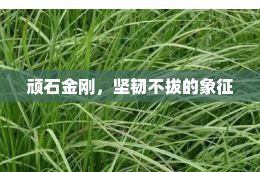 坚韧不拔的象征图片