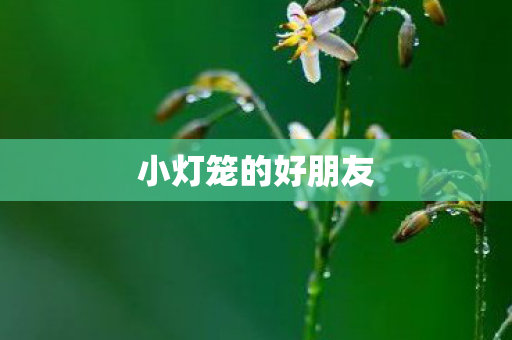小灯笼的好朋友图片