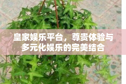 尊贵体验与多元化娱乐的完美结合图片