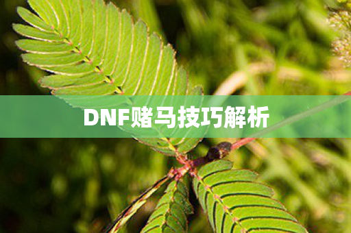 DNF赌马技巧解析图片
