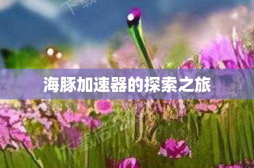 海豚加速器的探索之旅图片