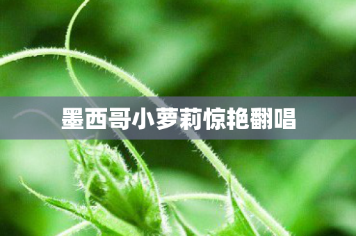 墨西哥小萝莉惊艳翻唱图片