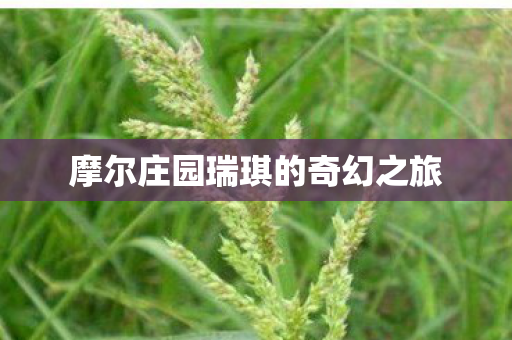 摩尔庄园瑞琪的奇幻之旅图片