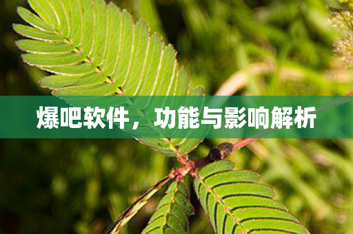 功能与影响解析图片