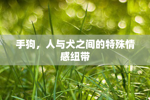 人与犬之间的特殊情感纽带图片