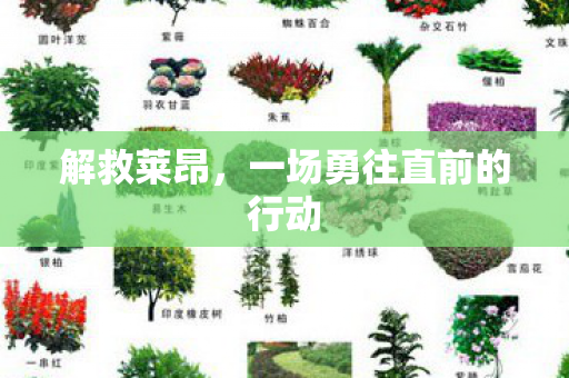 一场勇往直前的行动图片