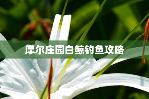 摩尔庄园白鲸钓鱼攻略图片