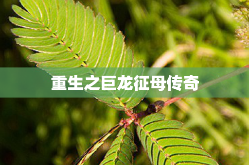 重生之巨龙征母传奇图片