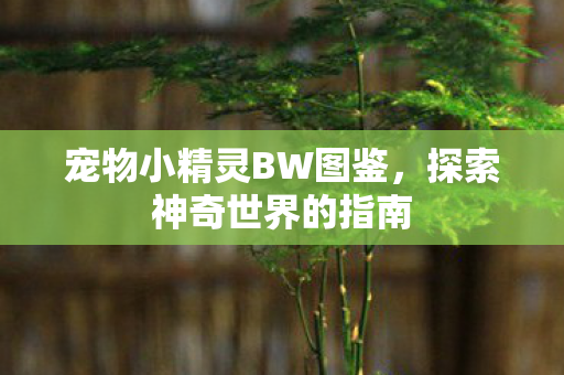 宠物小精灵BW图鉴图片