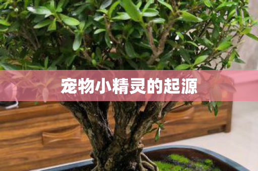 宠物小精灵的起源图片