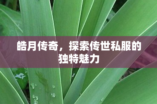 探索传世私服的独特魅力图片