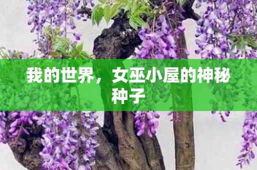 女巫小屋的神秘种子图片