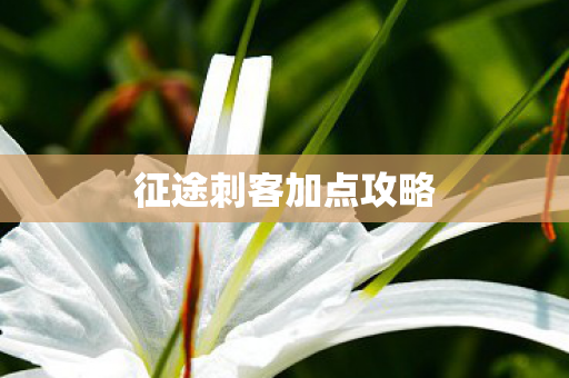 征途刺客加点攻略图片