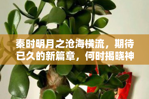 秦时明月之沧海横流图片