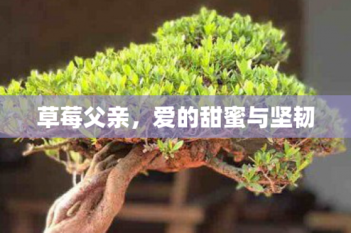 爱的甜蜜与坚韧图片