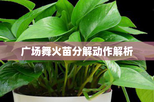 广场舞火苗分解动作解析图片
