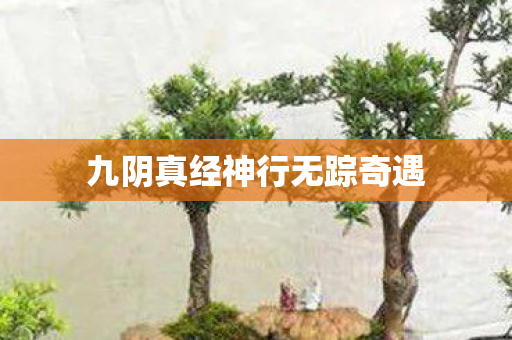 九阴真经神行无踪奇遇图片