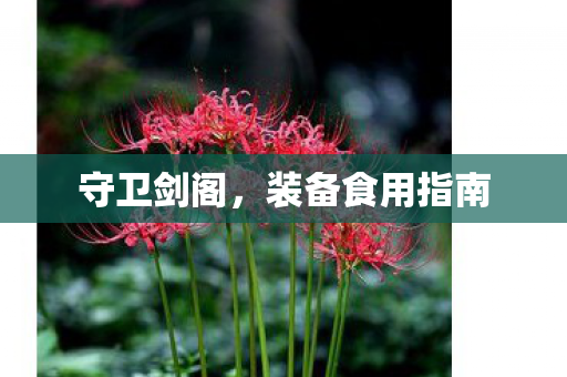 装备食用指南图片