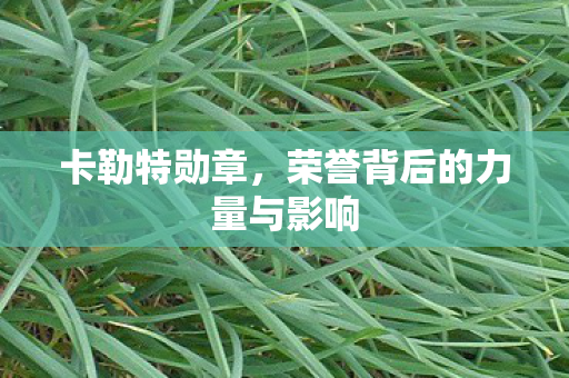 荣誉背后的力量与影响图片