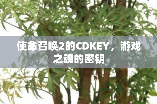 使命召唤2的CDKEY图片