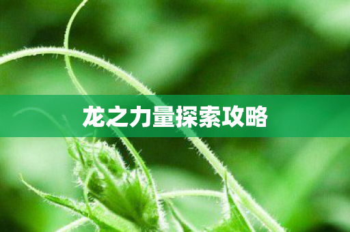 龙之力量探索攻略图片